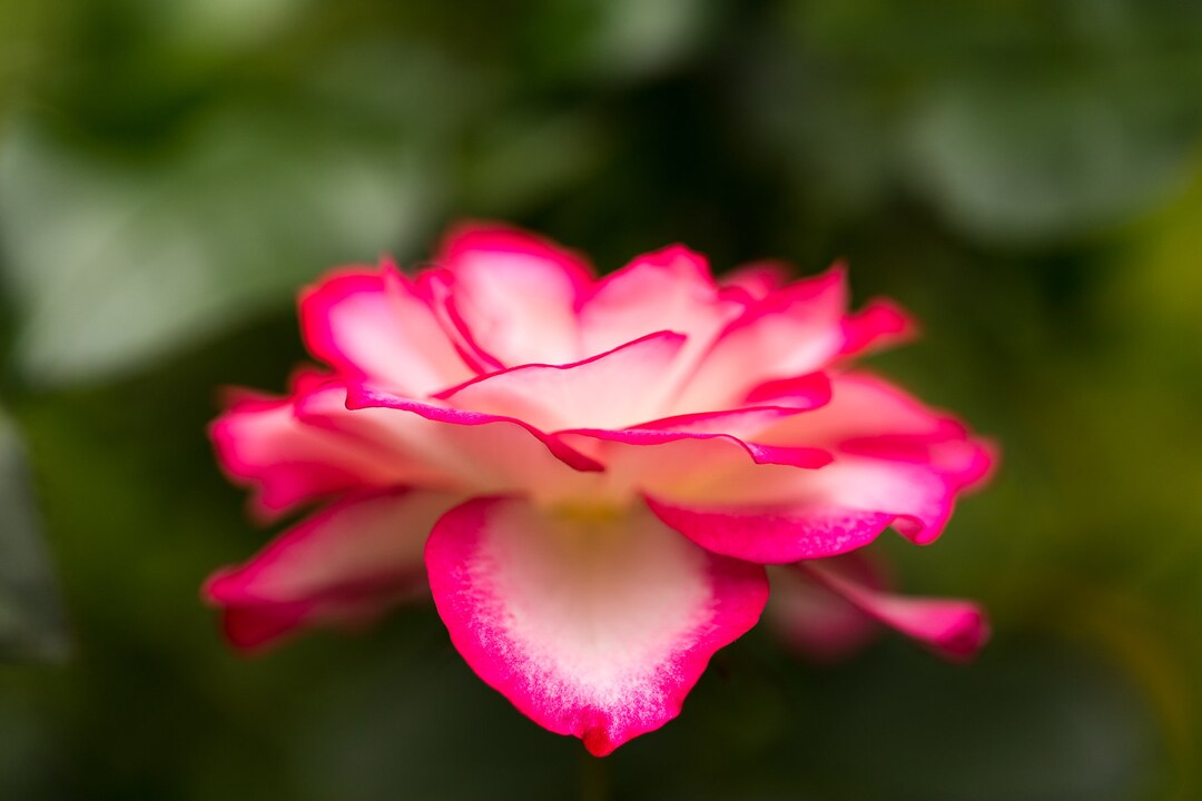 Pink Rose Photography Print, Floral Wall Art - Etsy