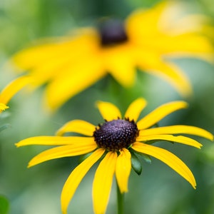 Black-eyed Susans