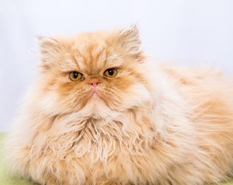 Regal Persian Cat Art Print, Home Decor (Digital Download)