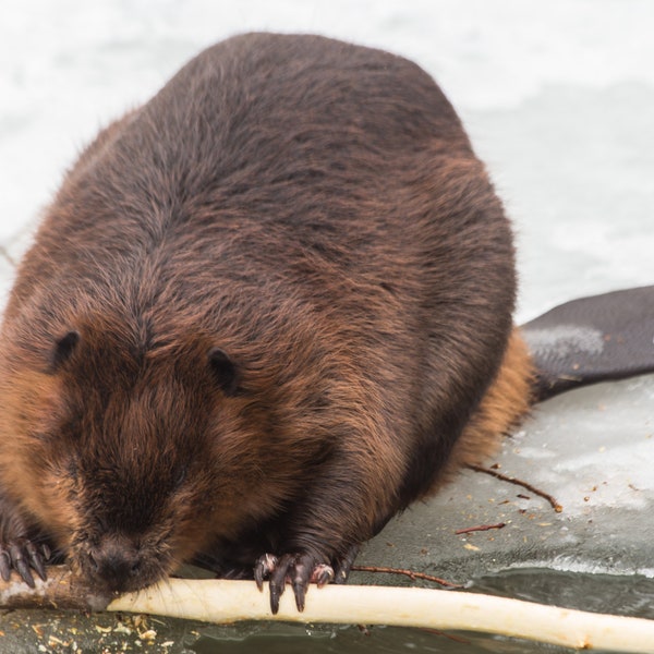 Beaver Chewing Bark