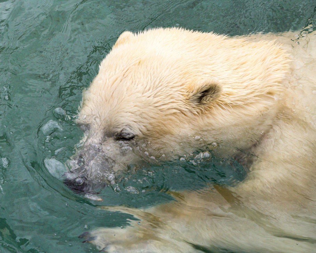 Polar Bear Blowing Bubbles Etsy