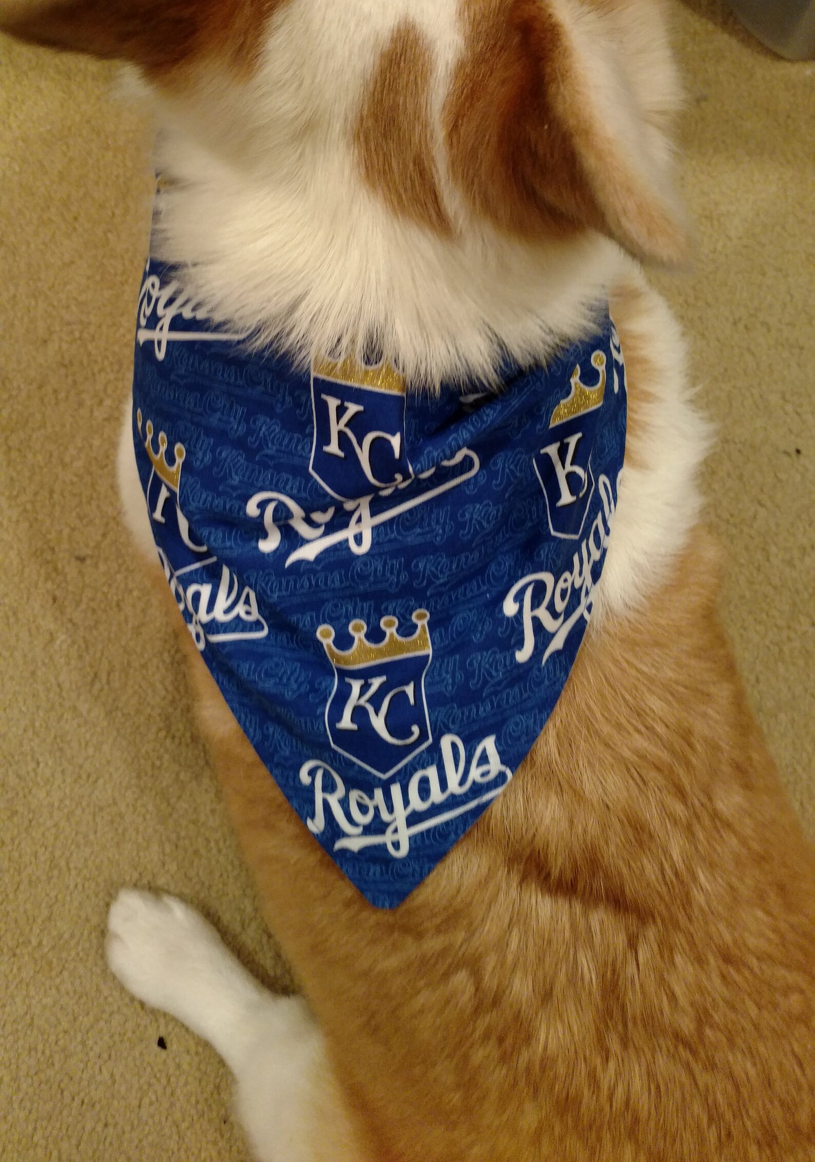 Kansas City Royals Baseball Pet Bandanas Traditional Tieon Etsy