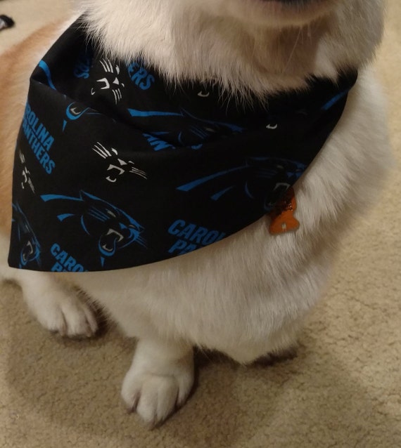 clipping a border collie