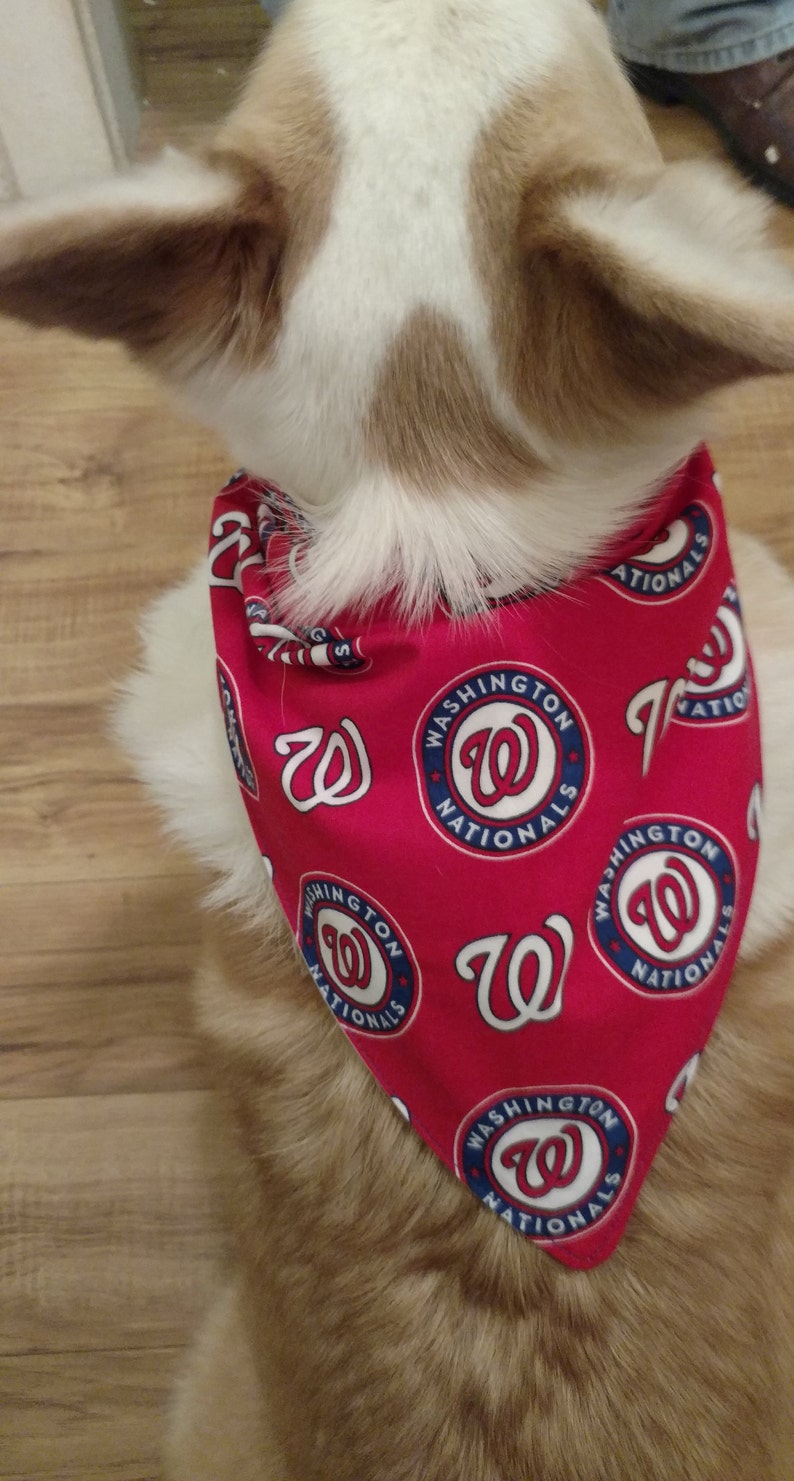 washington nationals dog jersey