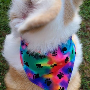 May include: A white and tan dog wearing a colorful tie-dye bandana with black paw prints. The bandana has a rainbow pattern with shades of pink, blue, green, and yellow.