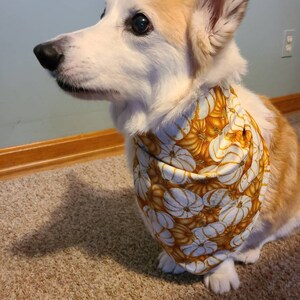 White Pumpkin Pet Bandanas, Traditional Tie-on Bandana, Fall Harvest Bandana, Halloween Bandana, Thanksgiving Bandana