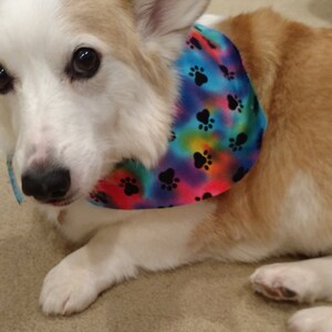 May include: A white and brown corgi dog wearing a blue, red, and purple bandana with black paw prints. The bandana has a tie-dye pattern.