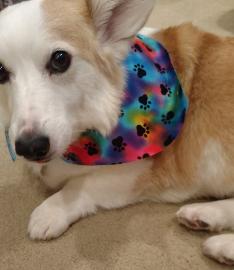 May include: A white and brown corgi dog wearing a blue, red, and purple bandana with black paw prints. The bandana has a tie-dye pattern.