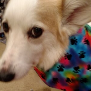 May include: A white and tan dog wearing a colorful bandana with paw prints. The bandana has a tie-dye pattern with shades of blue, pink, green, and yellow.