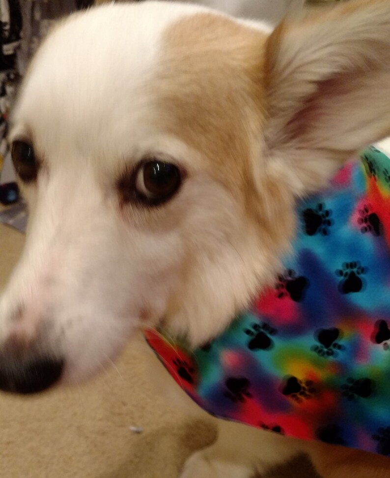 May include: A white and tan dog wearing a colorful bandana with paw prints. The bandana has a tie-dye pattern with shades of blue, pink, green, and yellow.