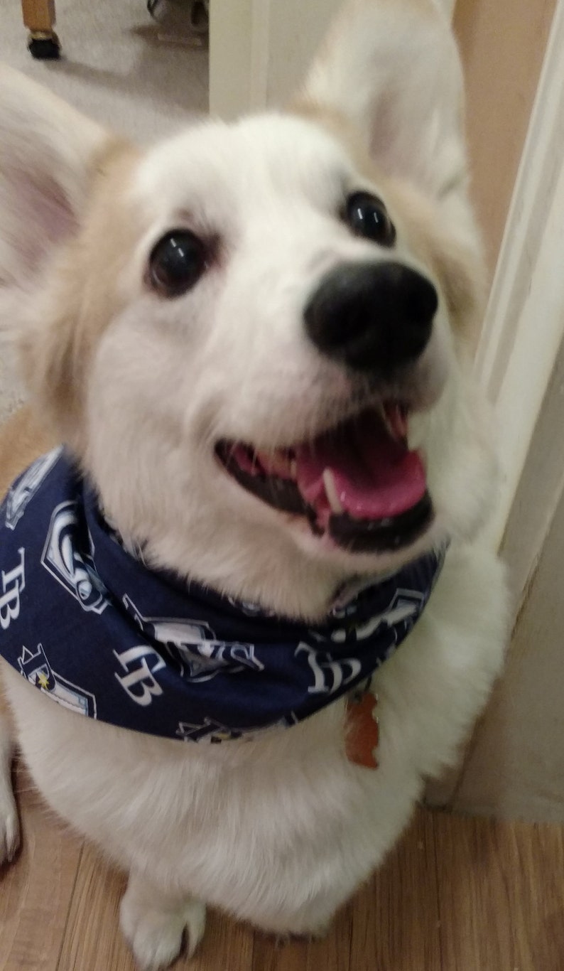 tampa bay lightning dog jersey