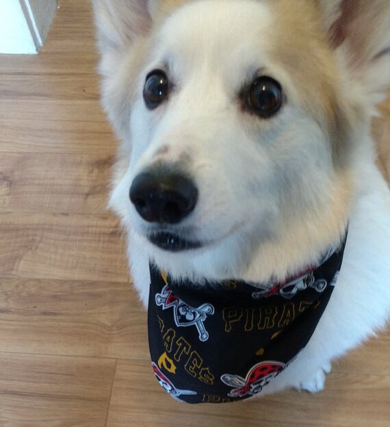 pittsburgh pirates dog jersey
