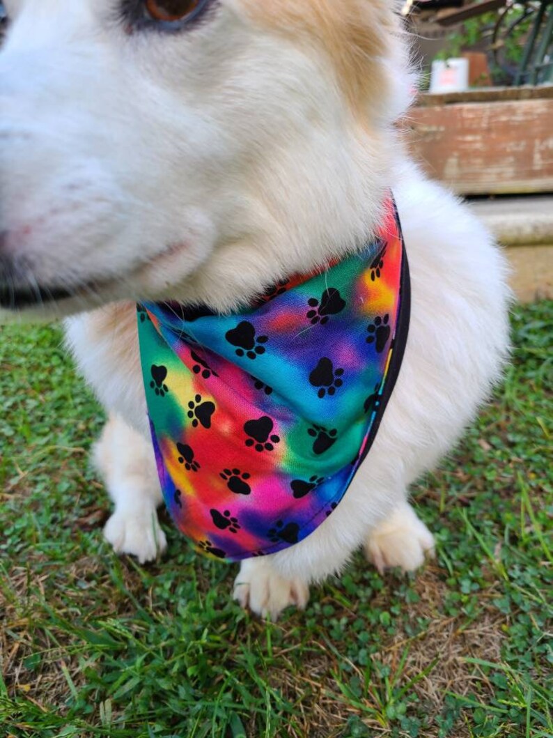 May include: A white dog wearing a colorful bandana with black paw prints. The bandana has a tie-dye pattern with shades of blue, green, red, and purple.
