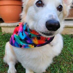 May include: A white and tan dog wearing a colorful bandana with paw prints. The bandana has a rainbow tie-dye pattern with black paw prints.