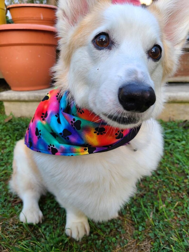 May include: A white and tan dog wearing a colorful bandana with paw prints. The bandana has a rainbow tie-dye pattern with black paw prints.