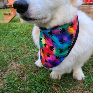 May include: A white dog wearing a colorful bandana with paw prints. The bandana has a tie-dye pattern with rainbow colors and black paw prints.