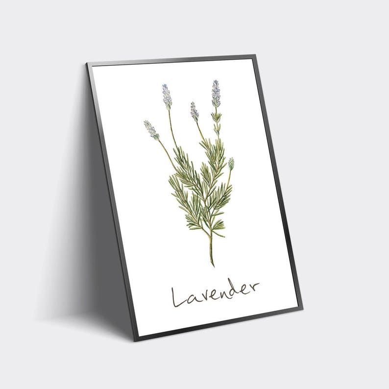 Lavender Printable Lavender Plant Lavender Print Lavender | Etsy