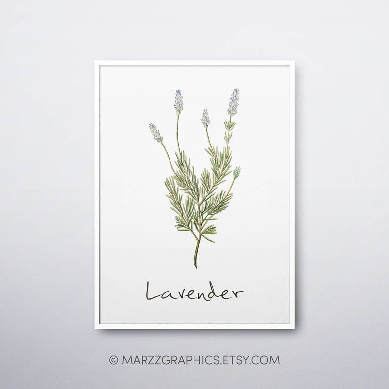 Lavender Printable Lavender Plant Lavender Print Lavender | Etsy