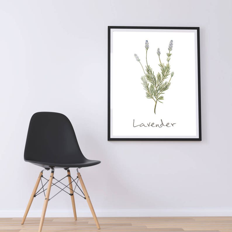 Lavender Printable Lavender Plant Lavender Print Lavender | Etsy