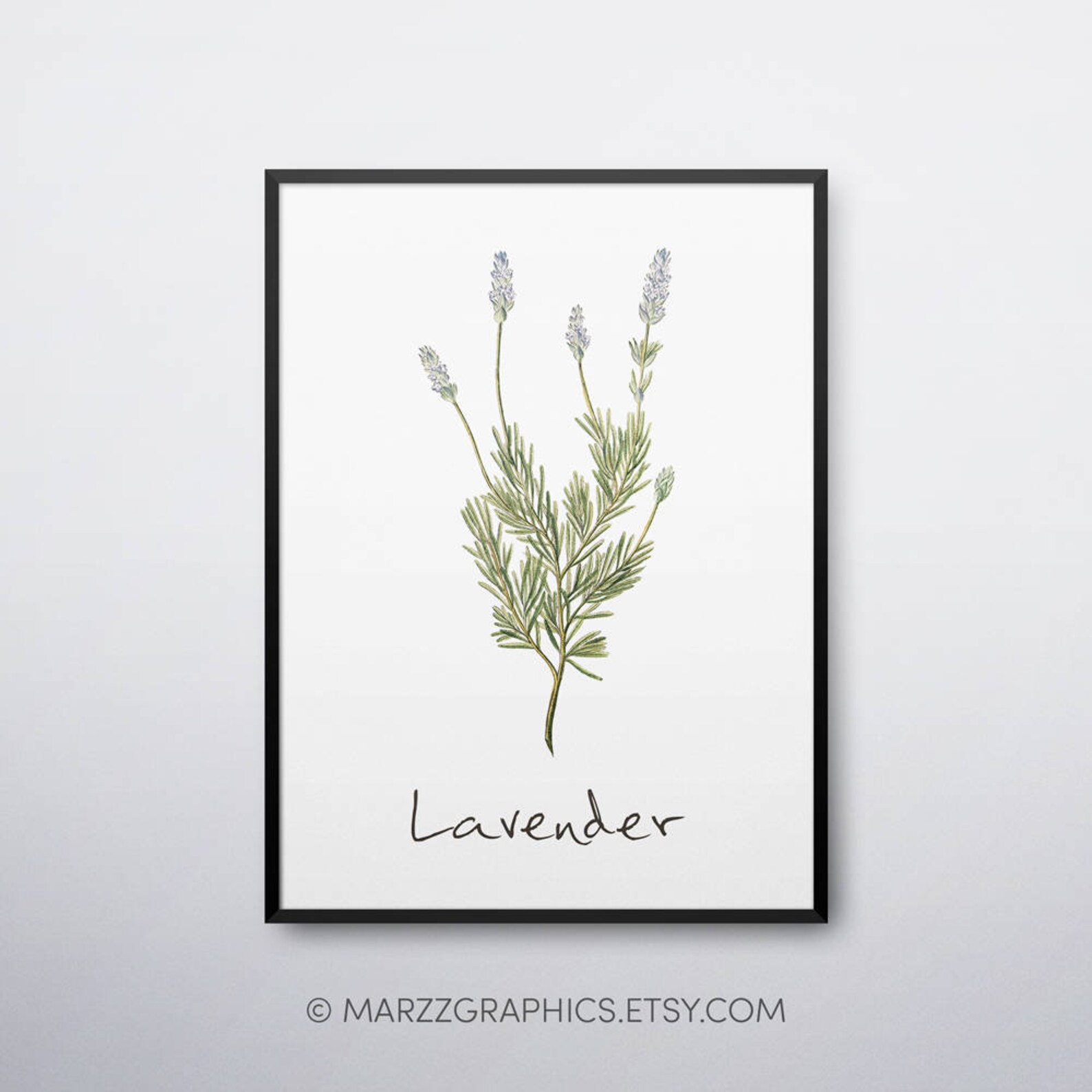 Lavender Printable Lavender Plant Lavender Print Lavender | Etsy