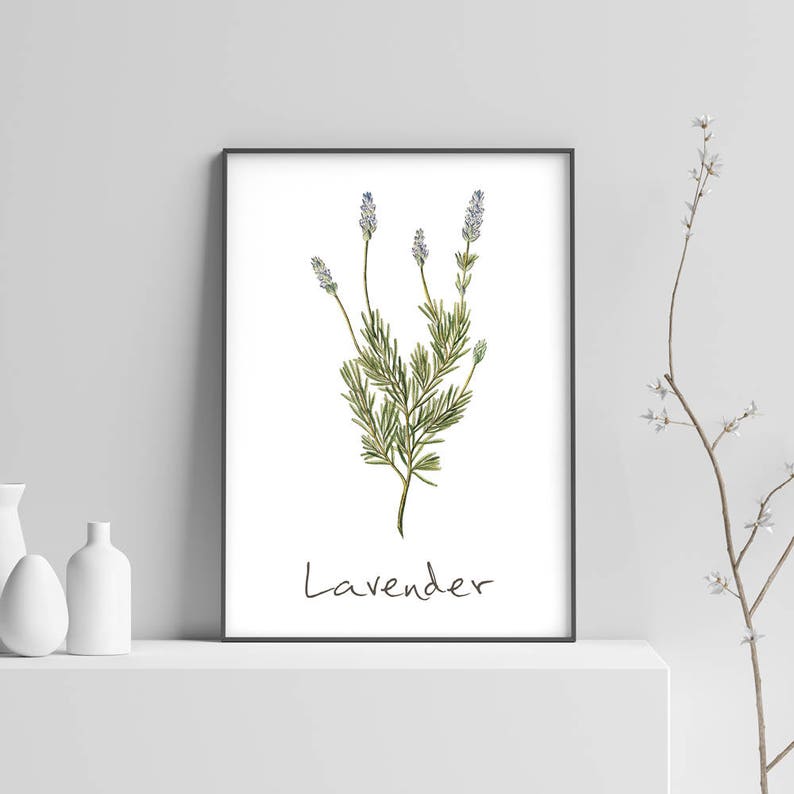 Lavender Printable Lavender Plant Lavender Print Lavender | Etsy