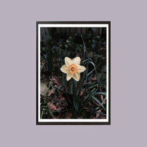 Daffodil Flower Illustration, Digital Download, Art Print, Wall Art