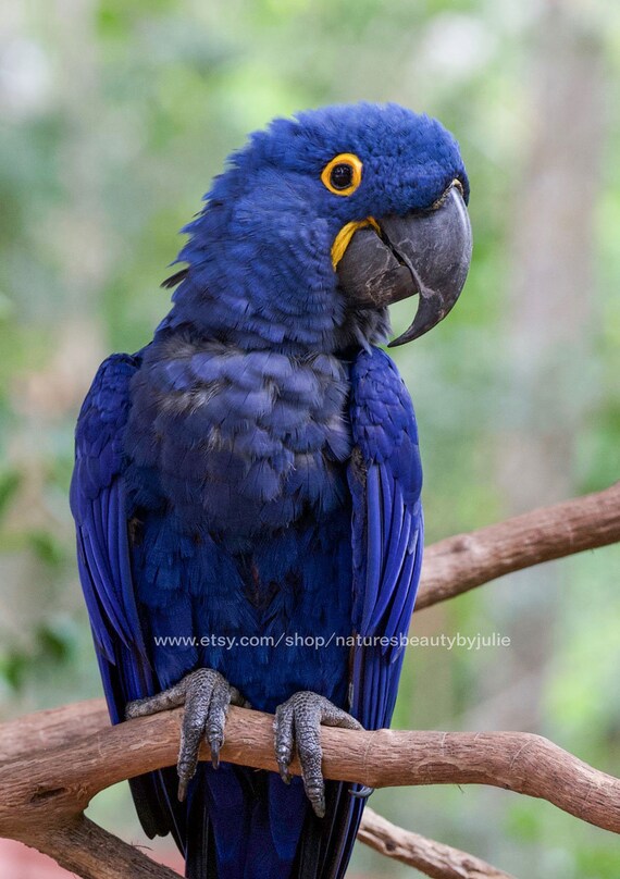 Parrot Photography Print Macaw Photo Bird Photography Etsy