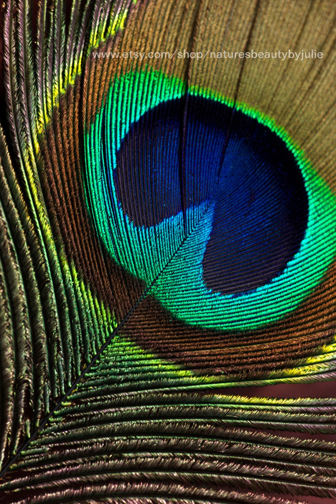 Peacock Feather Print Peacock Wall Art Peacock Decor Animal Etsy