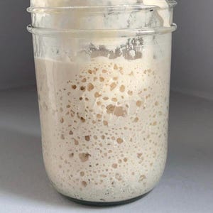 115yr old Organic Sourdough Starter fresh super active 1/4 cup Liquid never dehydrated ships in 1-2 days, Ready to use, Heirloom Quality
