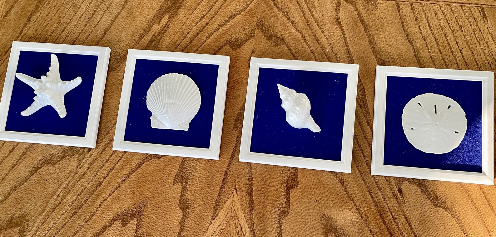 Four Framed Seashells Set on Blue Felt in 6x6 in White Frames, Semi ...