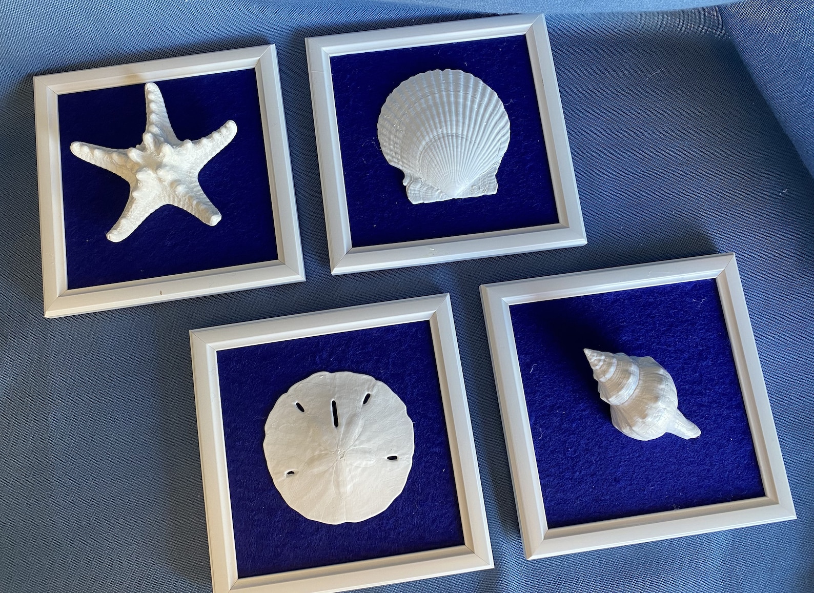 Four Framed Seashells Set on Blue Felt in 6x6 in White Frames, Semi ...