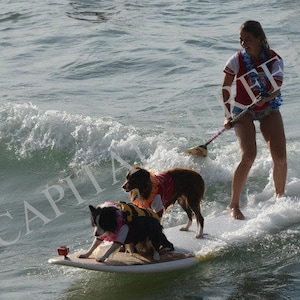 Surfing dogs - NOOSA SURF FESTIVAL - digital download  - wall art - surfing at World Surf Reserve - Noosa National Park Australia