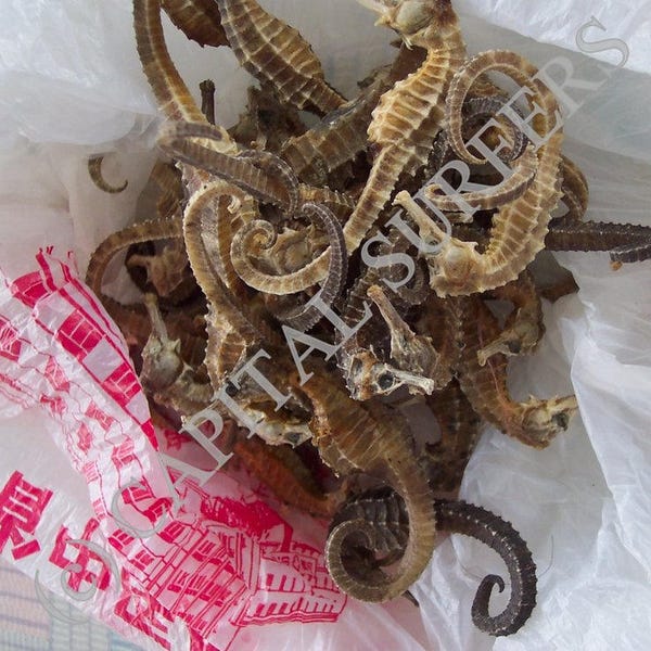 Digital Download IMAGE of Dried Seahorses used in Traditional Chinese Medicine (TCM) - Photo Stock. (DDLSP))