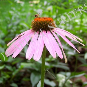 Echinacea Flower (Echinacea angustifolia) and Insects - Shenyang China Stock Photo Image (DDLSP) Digital Download - Medicinal Plant