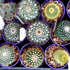 May include: A collection of small, potted cacti in various shades of green, arranged in a row. The cacti are in purple pots with small, decorative stones.