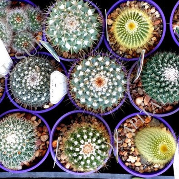 Digital Download Image - Mini Cactus Pots Stock Image