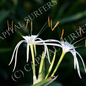 Spider Lily (Hymenocallis Lirisome) - Caloundra, Sunshine Coast Queensland, Botanical wall art. Home decor. Stock Image Library.