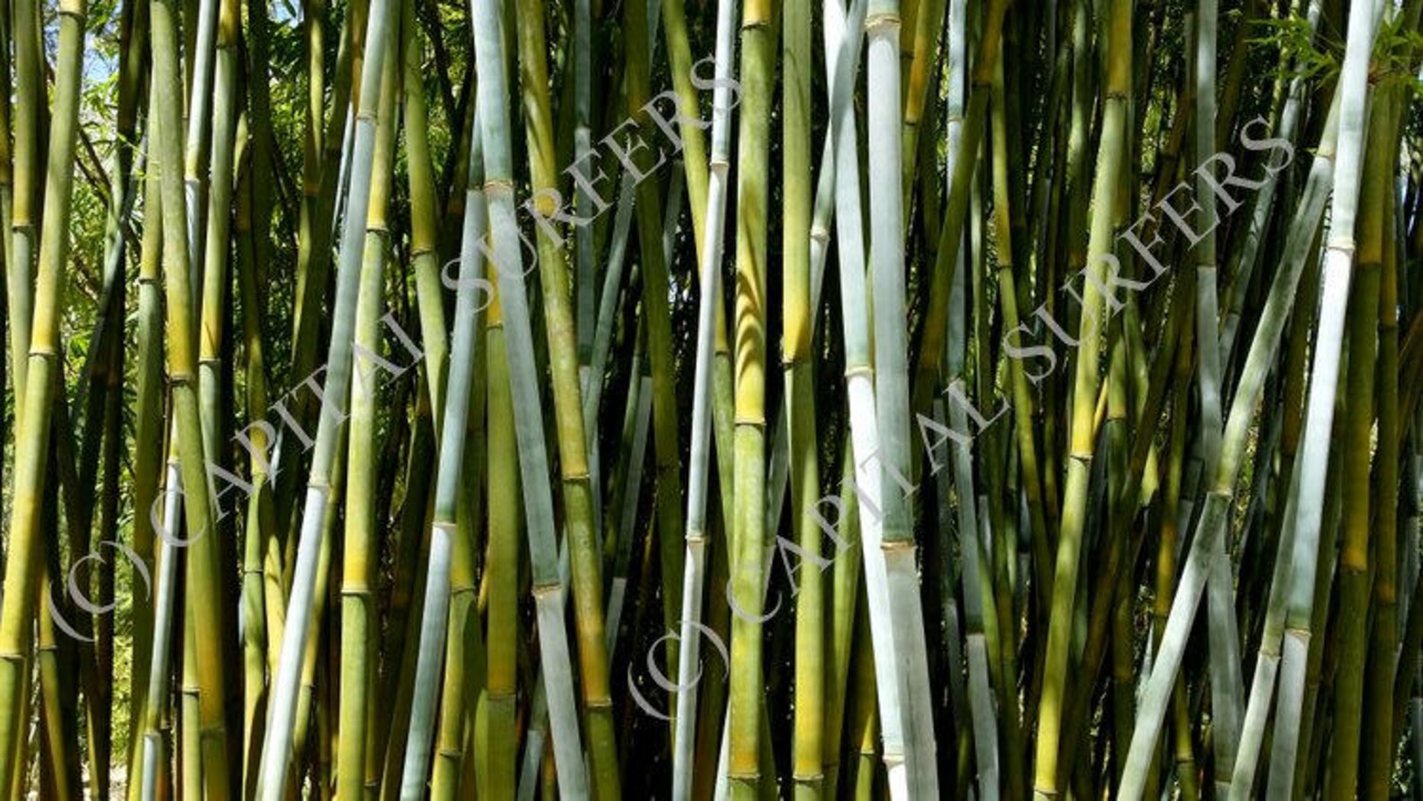 Bamboo Farm, Sunshine Coast Queensland Etsy Denmark