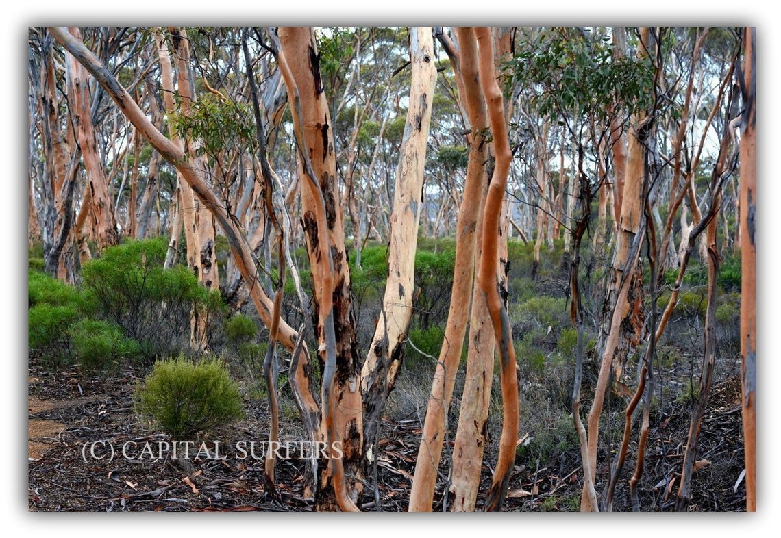 Salmon Gums Botanical Wall Art. Western Australia Eucalyptus Etsy