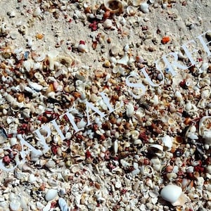 Op de afbeelding: Een close-up van een strand bedekt met kleine witte, bruine en rode schelpen. De schelpen zijn verspreid over het zand en creëren een getextureerd oppervlak.