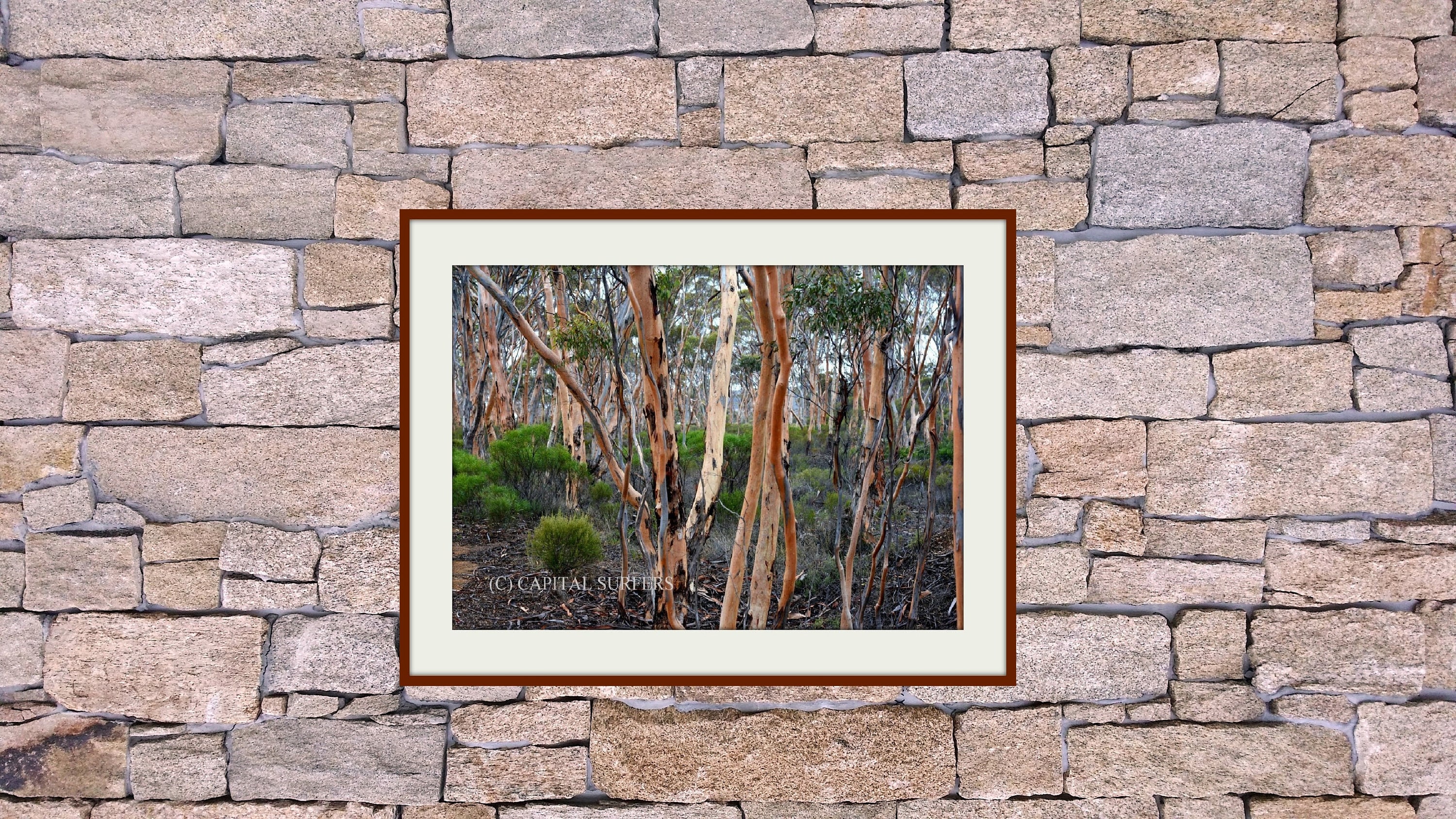 Salmon Gums Botanical Wall Art. Western Australia Eucalyptus Etsy UK