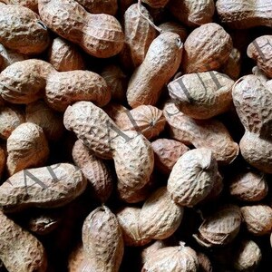 May include: A close-up image of a pile of peanuts in their shells. The peanuts are a light brown color and have a rough texture.