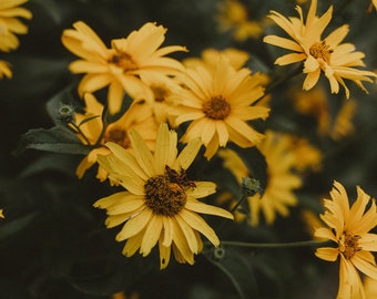 Yellow Black Eyed Susan with BUTTERFLY Photography Print *DIGITAL DOWNLOAD*