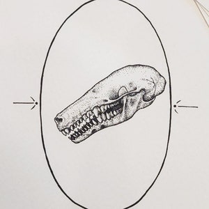 Townsends Mole Skull Stippled Giclee Print