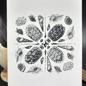 Pode incluir: Uma ilustração em preto e branco de um design de mandala com várias conchas. O design é simétrico e apresenta uma variedade de conchas, incluindo conchas, vieiras e ostras.