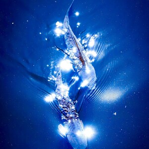 Pearlescent Pisces 8x10