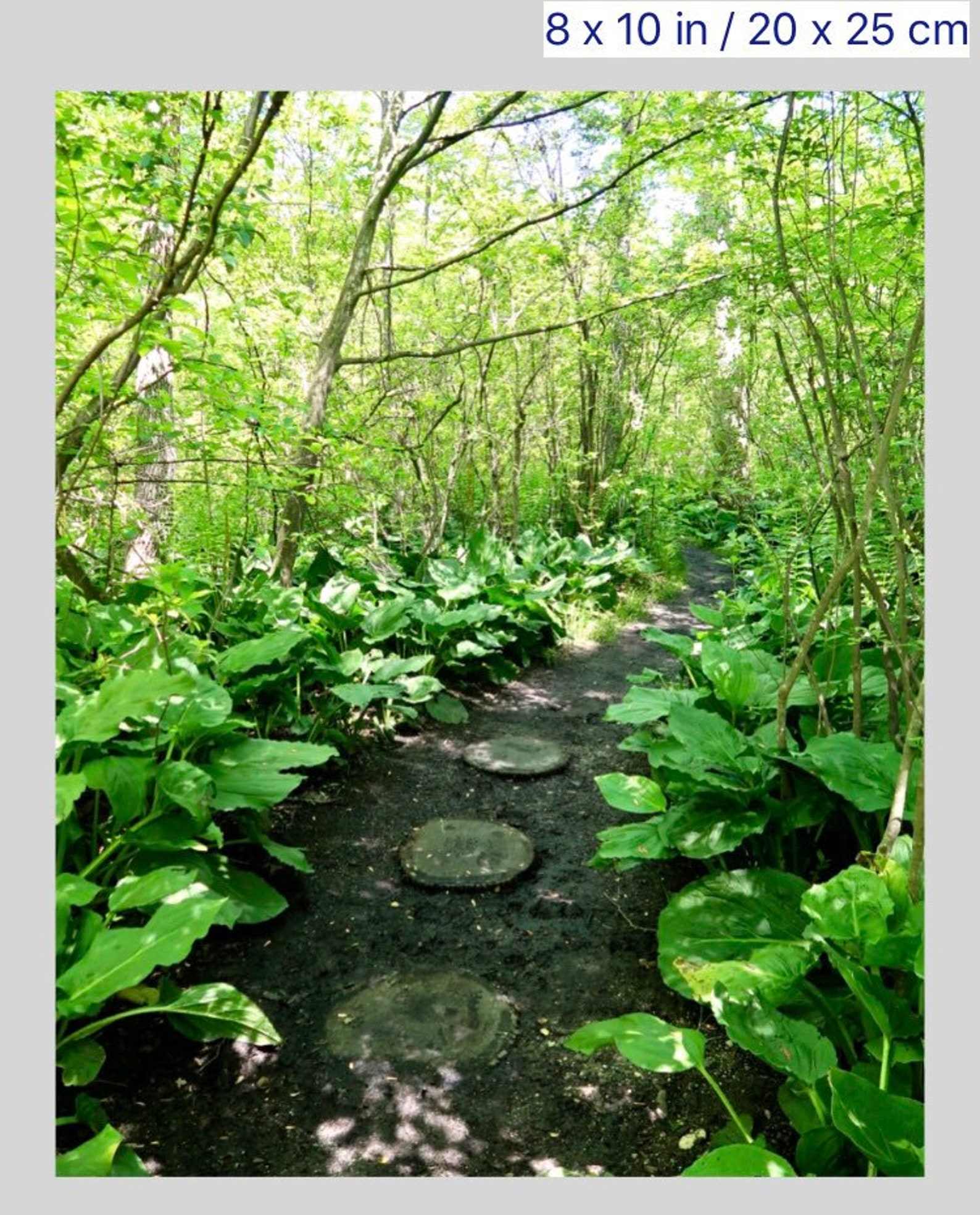 path to paradise parent guide path to paradise parent guide
