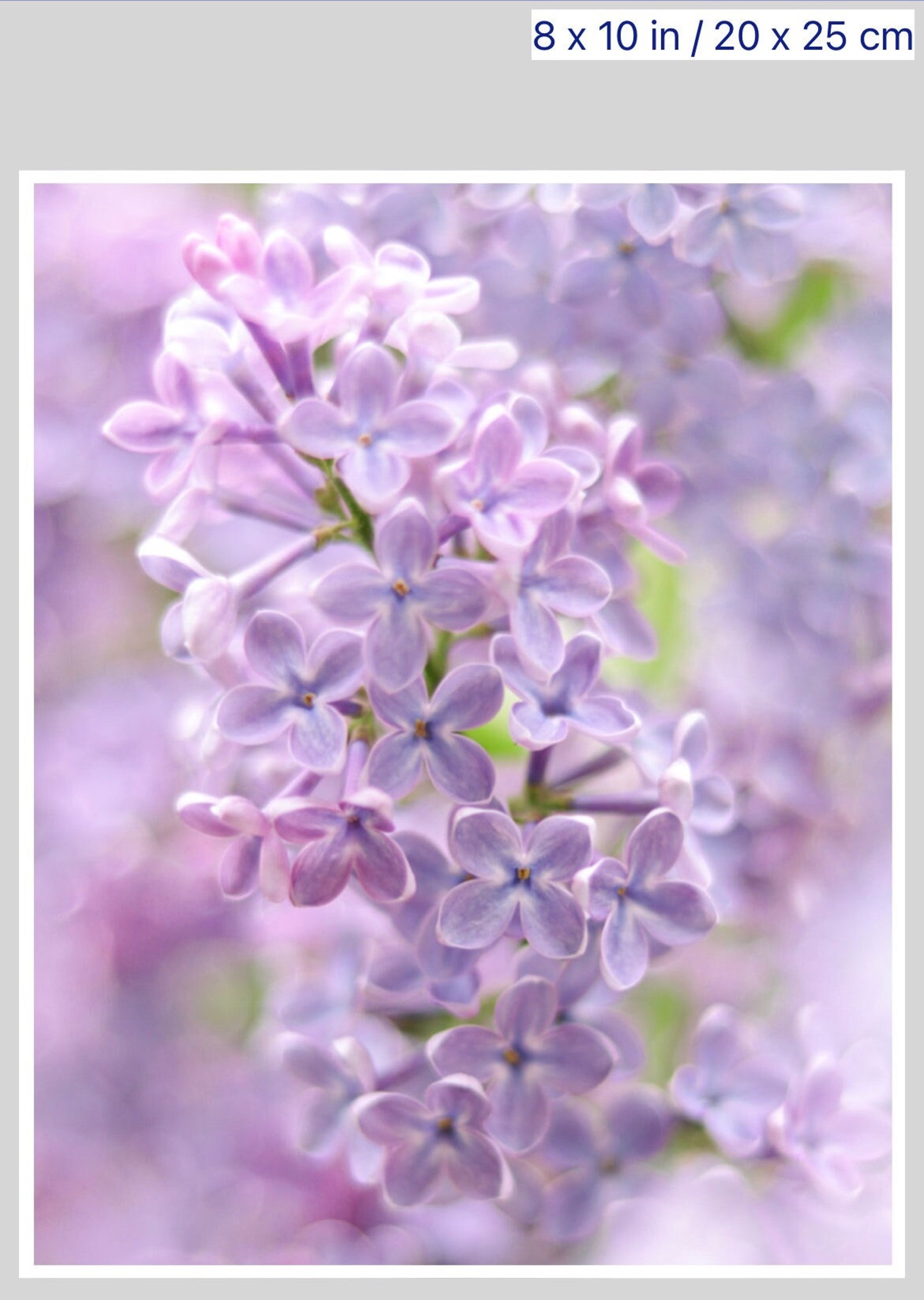 Lovely Lilac 8x10 - Etsy