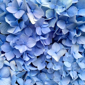 Blue Hydrangea Bliss 11x17