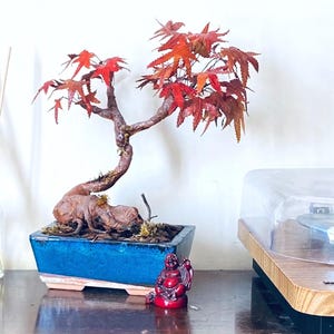 May include: A bonsai tree with a thick, textured brown trunk and vibrant red maple leaves, planted in a rectangular blue ceramic pot. A small, glossy red figurine of a seated, laughing figure is positioned in front of the blue ceramic planter.